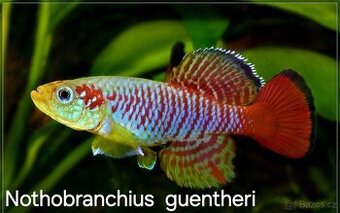 Halančíky- Nothobranchius guentheri