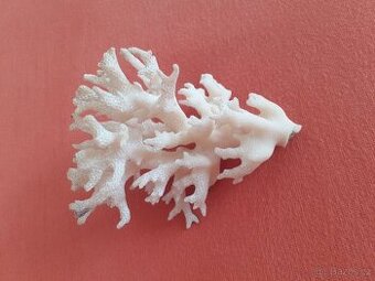 Prodám korál - mořský - bílý   10,5 x 7,5 cm.