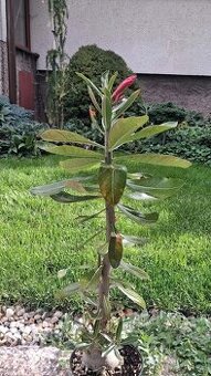 Adenium