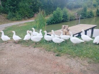 Husa Česká