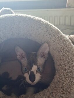 Don Sphynx