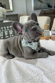 Lovely french bulldog puppies