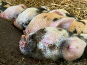 V REZERVACI_SELATA KUNE KUNE (SVIŇKY DO CHOVU ČI PRO RADOST)