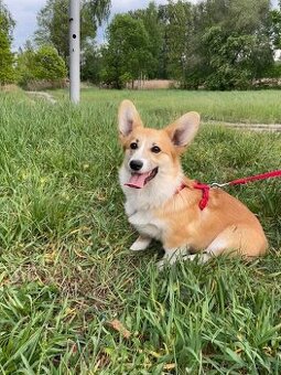 corgi pembrok sPP - 1