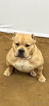 AMERICAN BULLY POCKET KRYTÍ