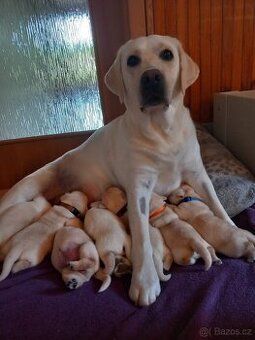Labradorský retrívr s PP - 1