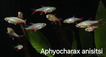 Tetry Aphyocharax anisitsi