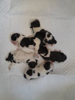 Shih Tzu - 1
