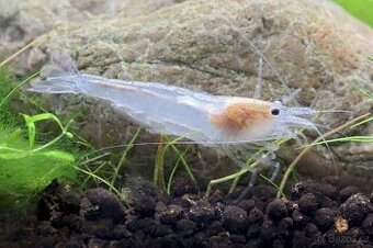 Krevetky - Caridina Multidetata / Amano / Japonica WHITE