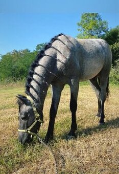 Welsh Part-Bred hřebeček