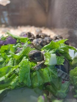 Suchozemské želvy + terária