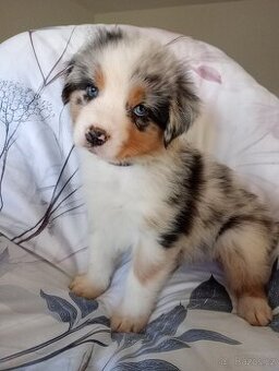 Australský ovčák bez PP fenka (černý obojek)