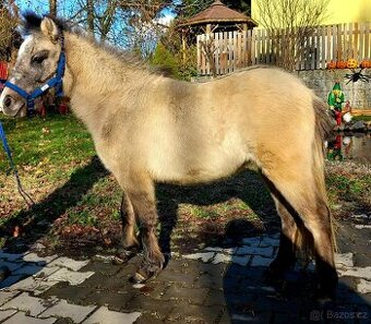 Pony hřebeček