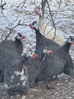 🐦✨ Africké princezny na prodej