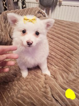 Stěně Špic Pomeranien