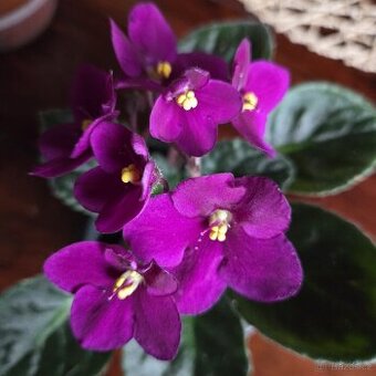 Fialka tmavě růžová