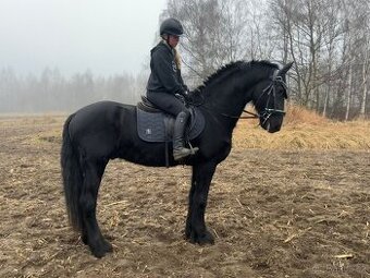 Fríský valach, 17 let