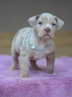 American Bully XL / XXL