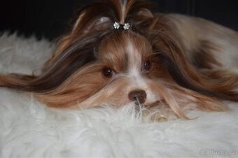 Biro yorkshire teriér ke krytí