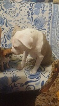 American bully xl stene