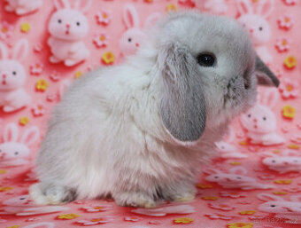 Zakrslí beránci NHD .