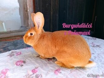 BURGUNDSKÝ králík s PP - SAMEČEK jd2 ⭐️⭐️⭐️