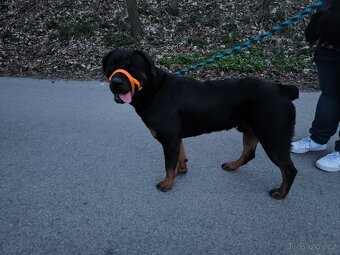 🐶 Rotvajler štěně – hodný, mazlivý, očkovaný + čipovaný 🐾