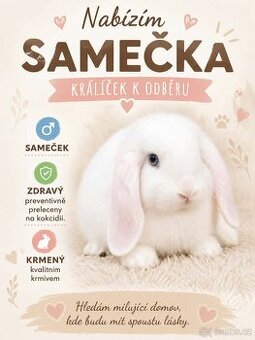 MiniLop Sameček - Snížek