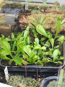 Masožravky Dionaea muscipula a jiné