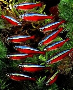 Neonka červená a jiné druhy ryb z vlasního chovu