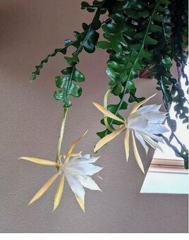 Epiphyllum anguliger - ,,rybí kost" - 1