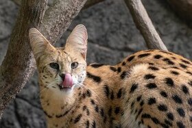 Kotě SERVAL - Kvalitní, zdravé a s dokumenty - 1