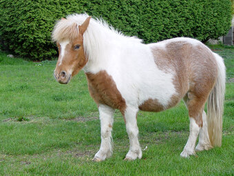 Minihorse - klisna