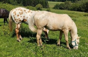 Palomino Appaloosa valášek.