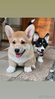 Welsh Corgi Prmbroke