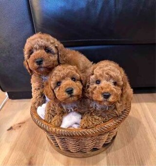 Maltipoo