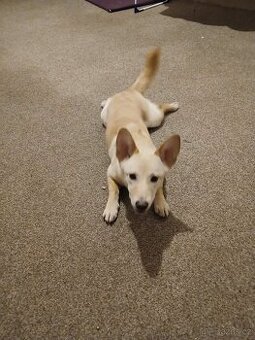 hleda se ženich pro shiba inu křižence