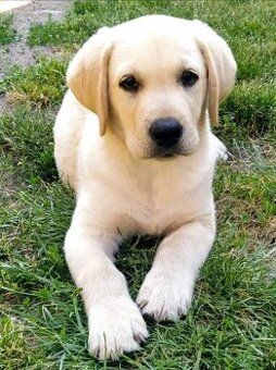 Labrador s PP,nádherné světlé štěňátko,chlapeček