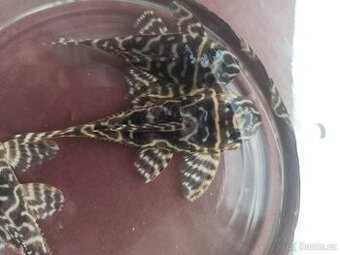 Hypancistrus L340