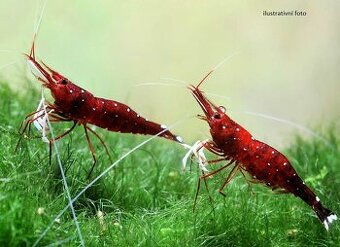 Krevetky caridina dennerli sulawesi