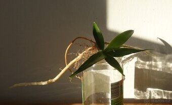 Tchynin jazyk, Sansevieria