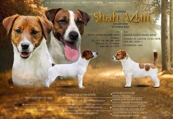 Jack Russell teriér s PP
