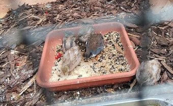 Křepelka cinska - 1