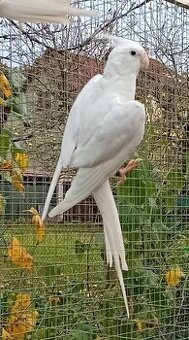 Korela bělohlavá bílá černooká SAMEC