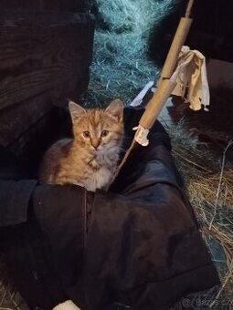 Daruji Dvouměsíční koťata