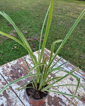 Ostřice panašovaná Ice Dance