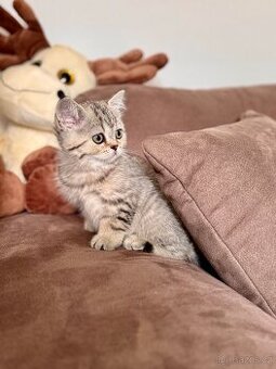 Skotská klapouchá kočka, scottish straight s PP