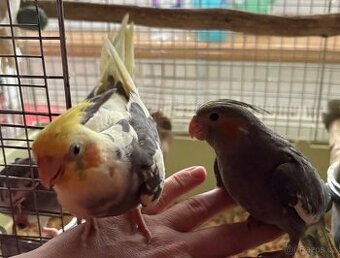 Korely ručně dokrmené