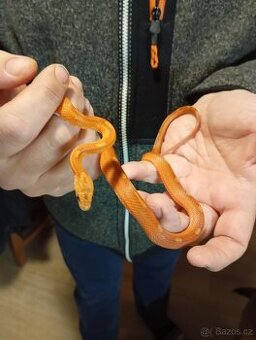 Užovka červená - 1