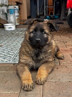 Prodám štěně něměckého ovčáka